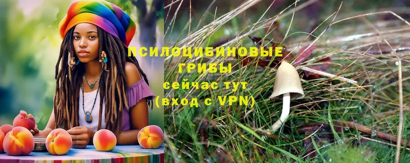 Псилоцибиновые грибы Psilocybe  Глазов 